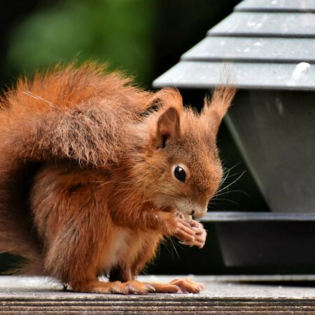 squirrel, rodent, animal-8267855.jpg