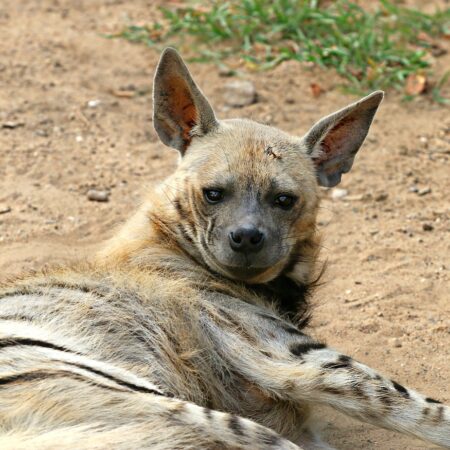 hyena, predator, animal-1476539.jpg